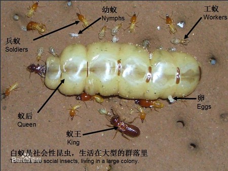 中山市白蟻防治 白蟻預防建筑工程報建有限