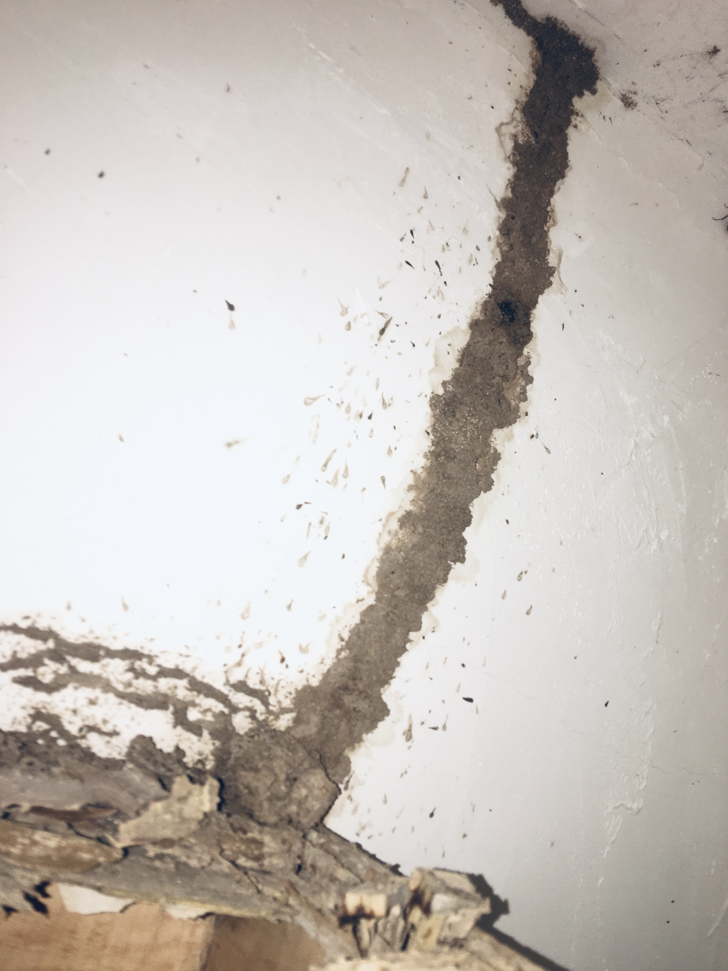 白蟻給人類(lèi)帶來(lái)那些危害