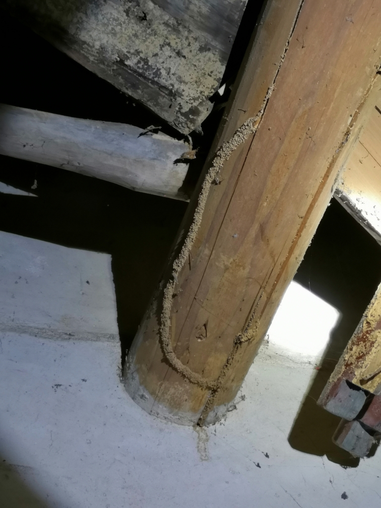 又到白蟻分飛季，房屋安全很揪心！如何預(yù)防話(huà)你知