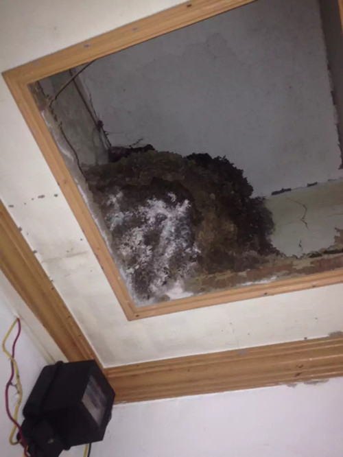 坦洲鎮(zhèn)白蟻防治、三鄉(xiāng)鎮(zhèn)小區(qū)發(fā)現(xiàn)大刑蟻巢