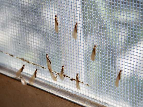 神灣鎮(zhèn)白蟻防治中心，中山港口滅白蟻公司