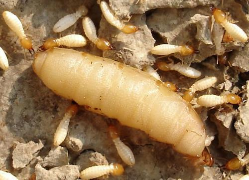 坦洲白蟻防治，古鎮(zhèn)滅白蟻公司 中山白蟻防