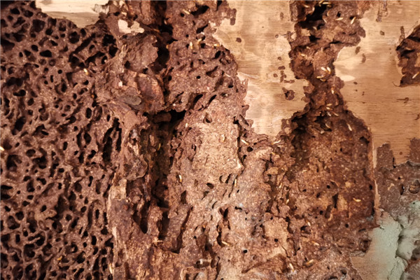 板芙鎮(zhèn)白蟻防治站，板芙鎮(zhèn)滅除白蟻公司